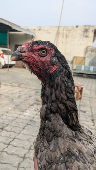 chicks available  pure thai pakoye chicks available