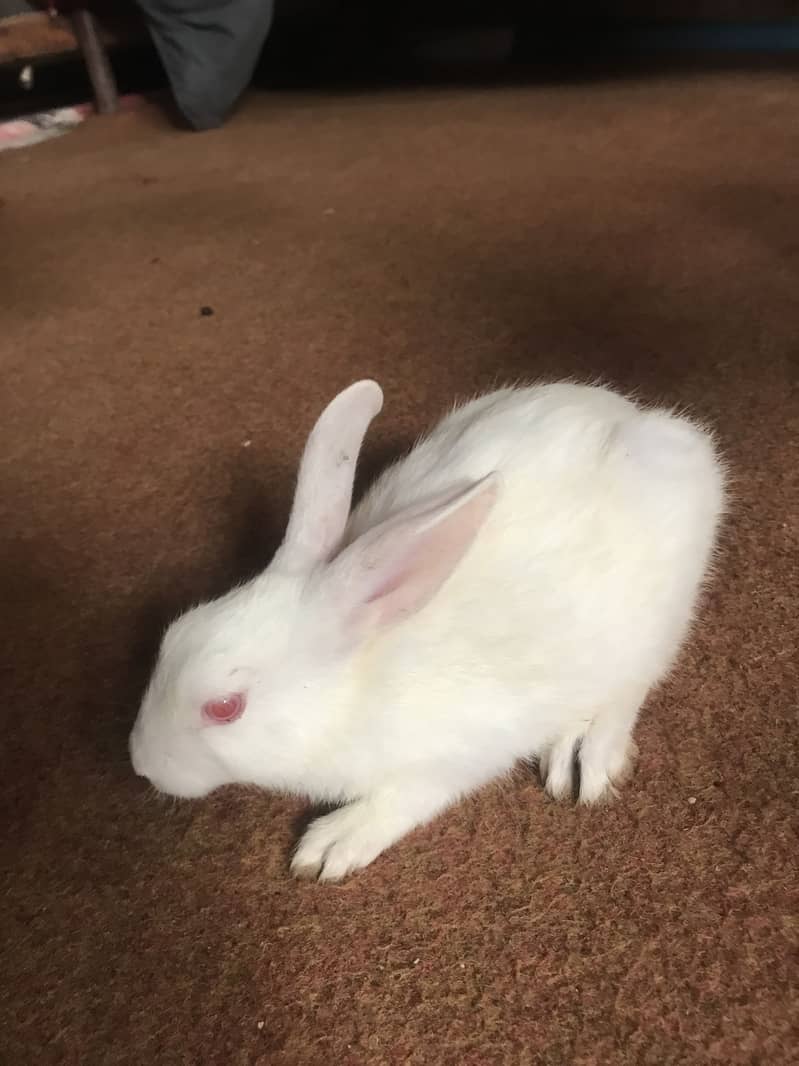 Rabbit 0