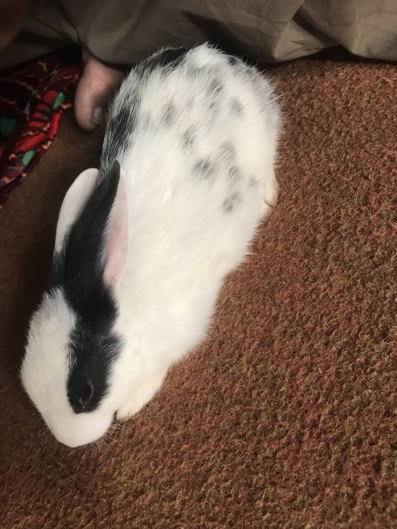Rabbit 1