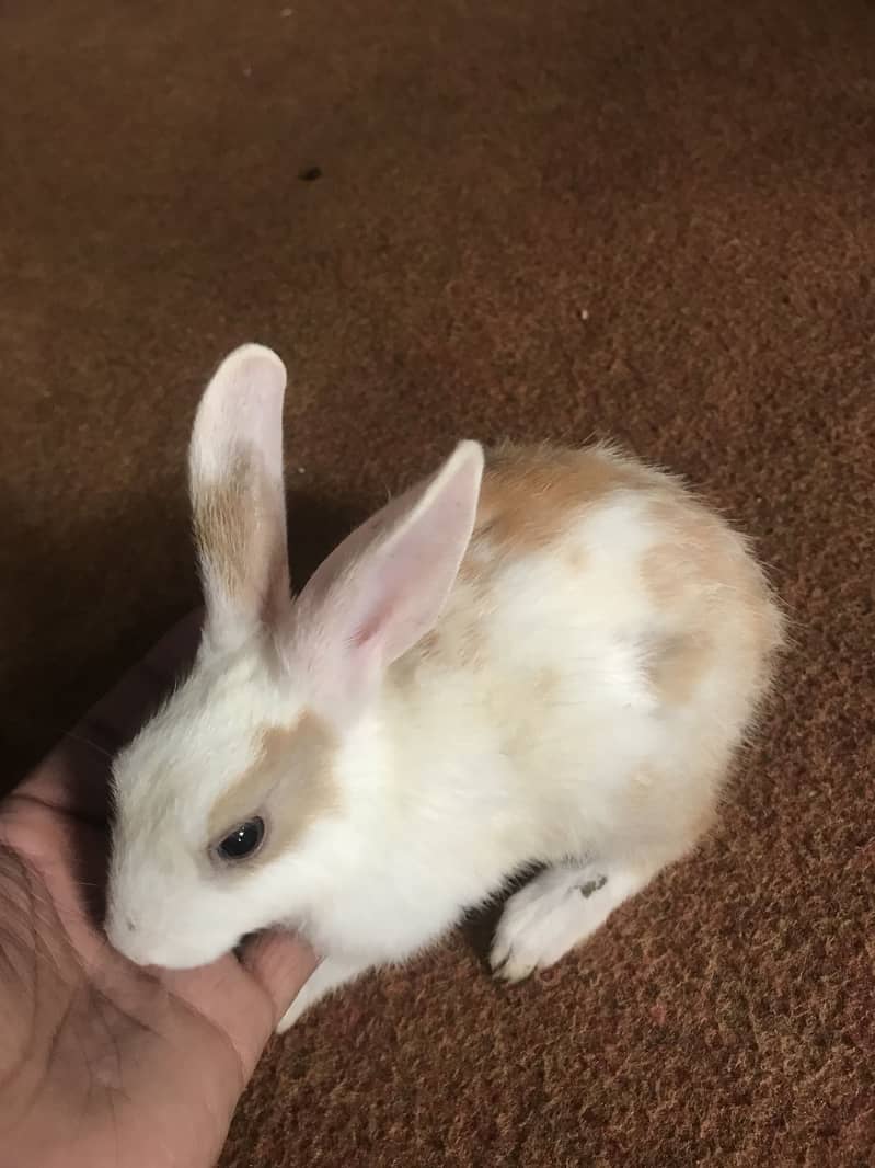 Rabbit 2