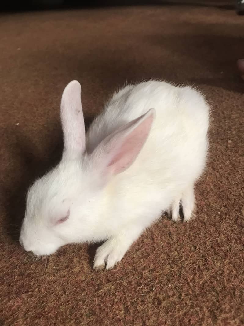 Rabbit 3