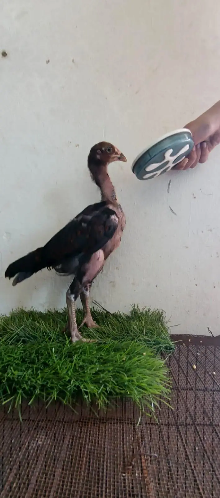 murgi ande dete ha eggs bhi available Han or aquarium bhi Avalible ha — photo 2