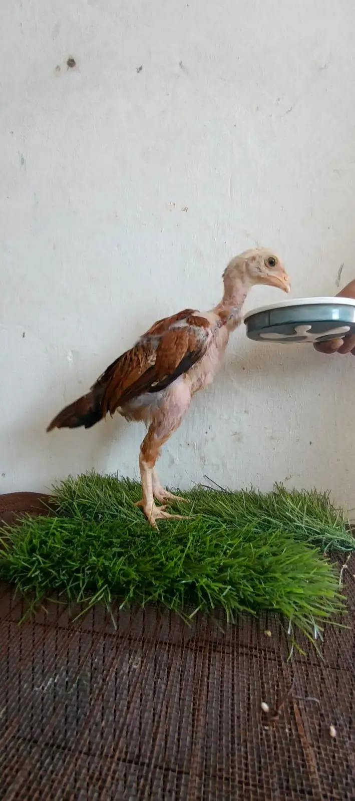 murgi ande dete ha eggs bhi available Han or aquarium bhi Avalible ha — photo 10
