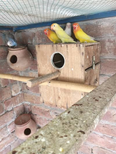 Love birds