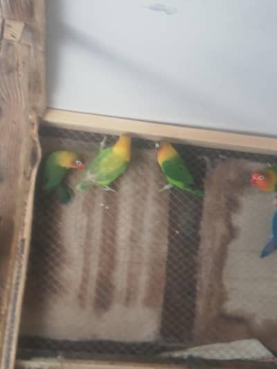 love birds for sell