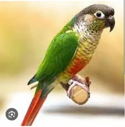 good parrot