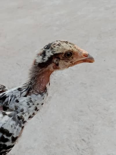 Chicks