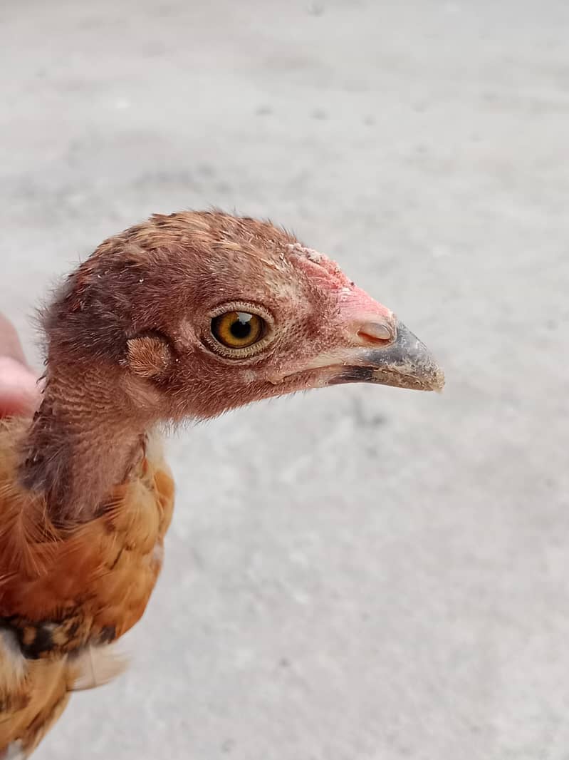 Chicks 1