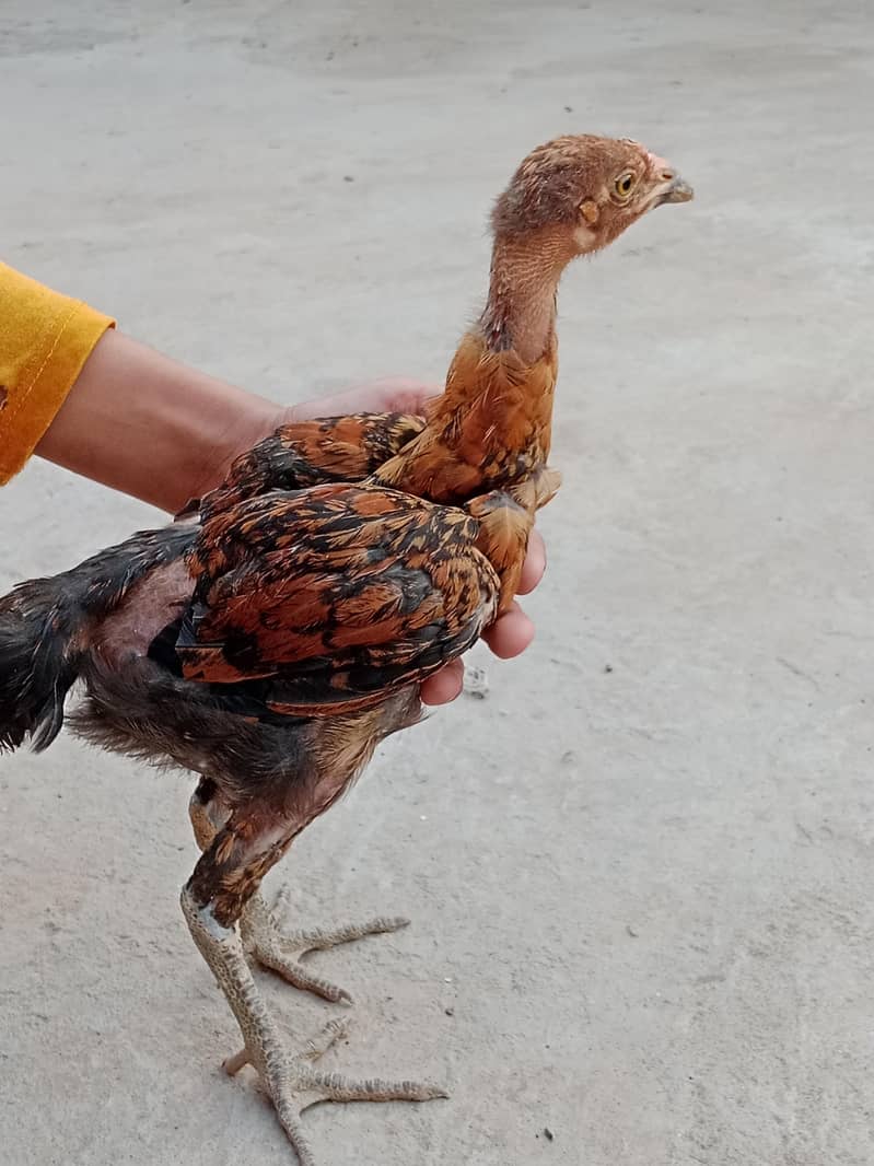 Chicks 2