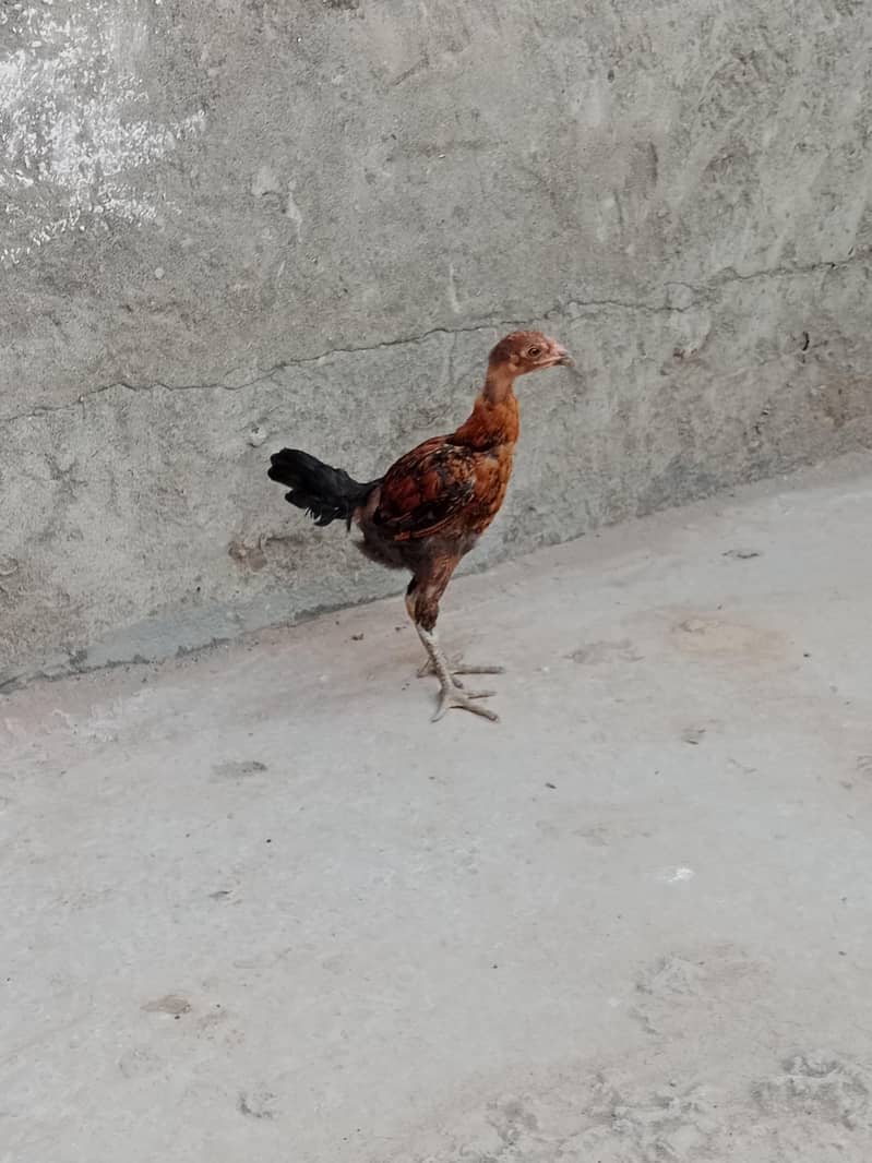 Chicks 3