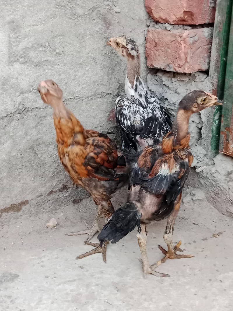 Chicks 4