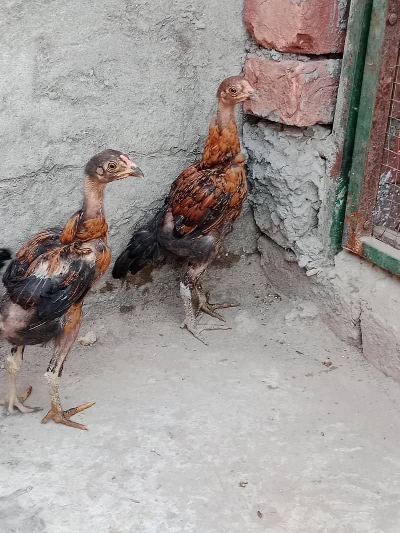 Chicks 5