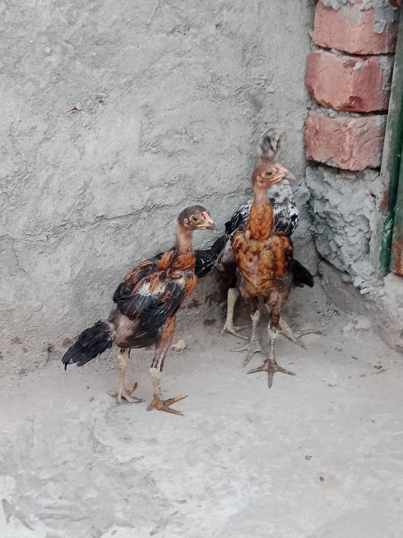 Chicks 6