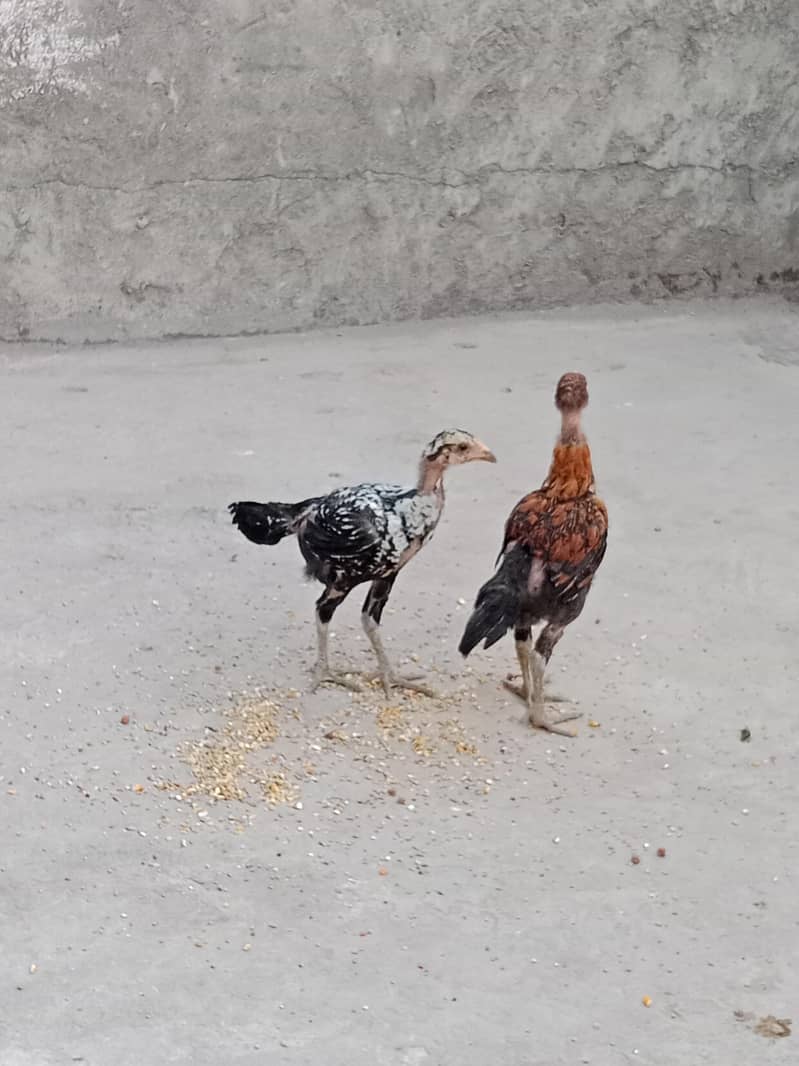 Chicks 7