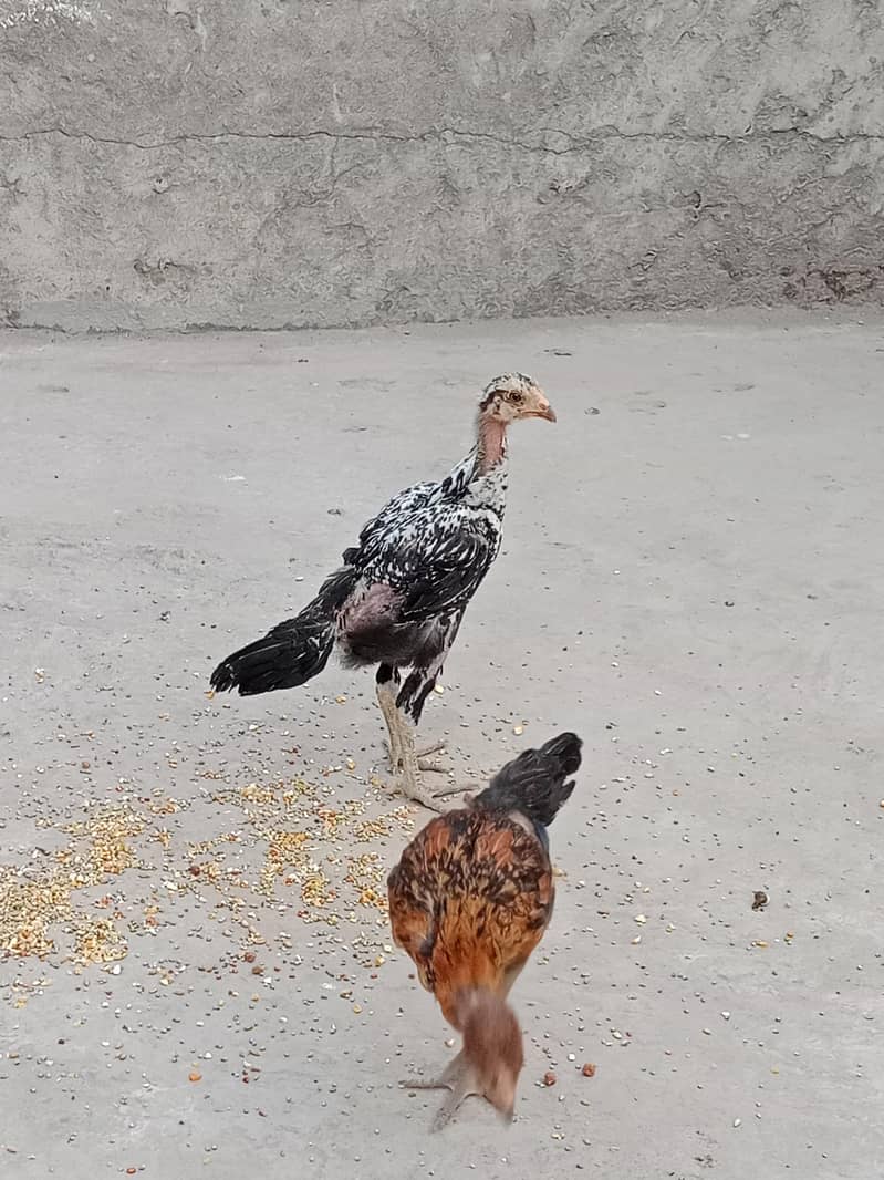 Chicks 9