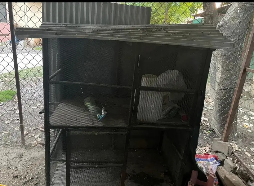 hen cage 2 story — photo 4