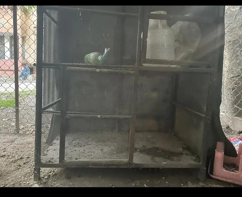 hen cage 2 story — photo 5