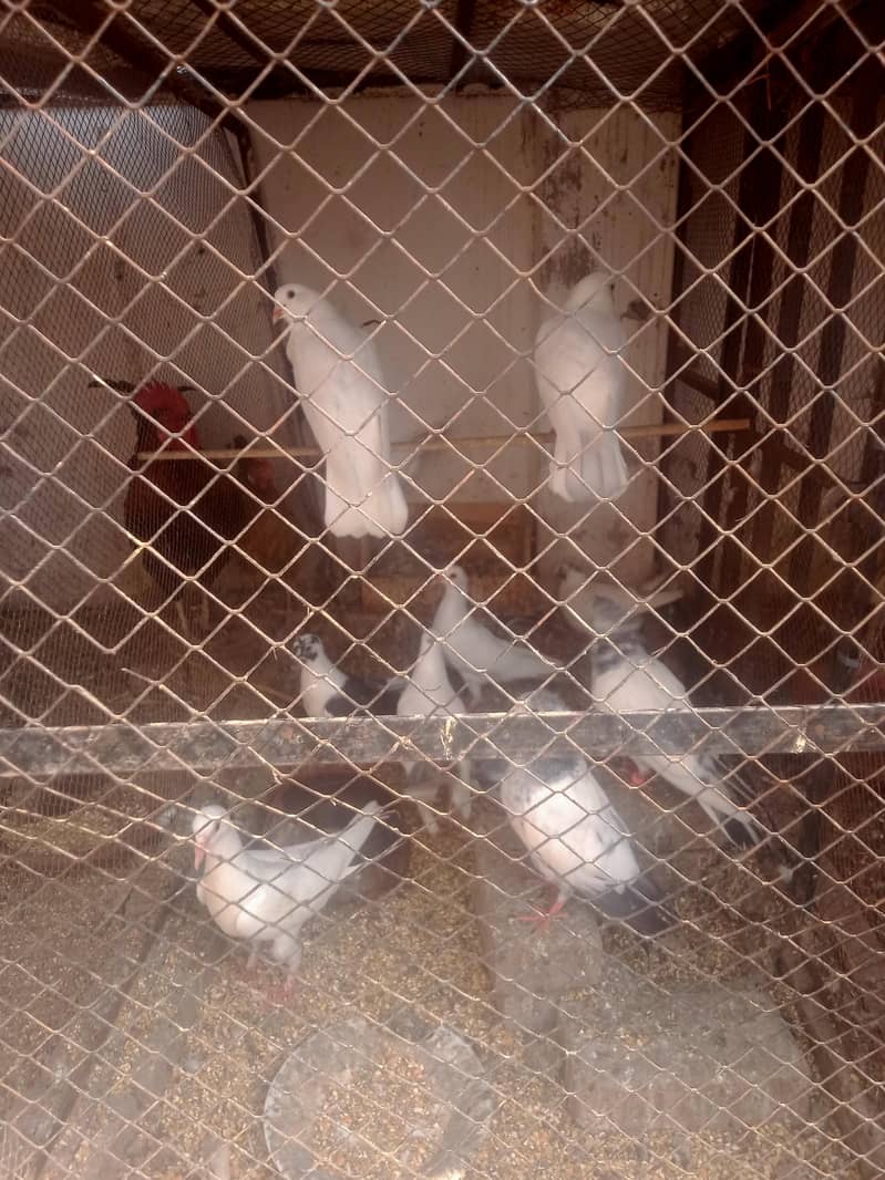 Pigeon Breeder 2