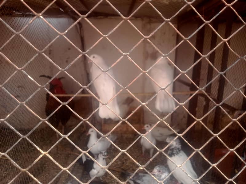 Pigeon Breeder 4