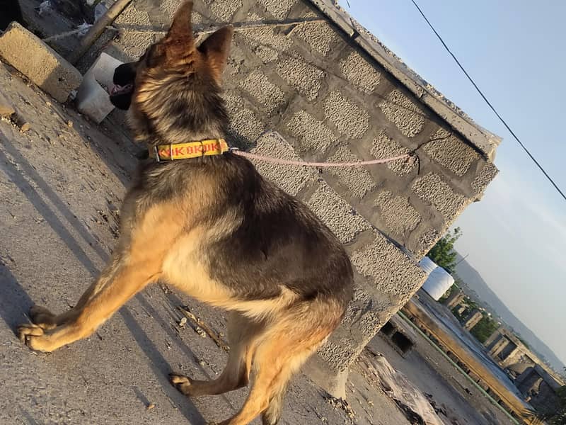 German shepherd 0