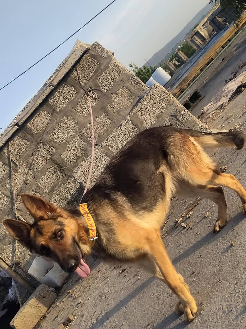 German shepherd 1