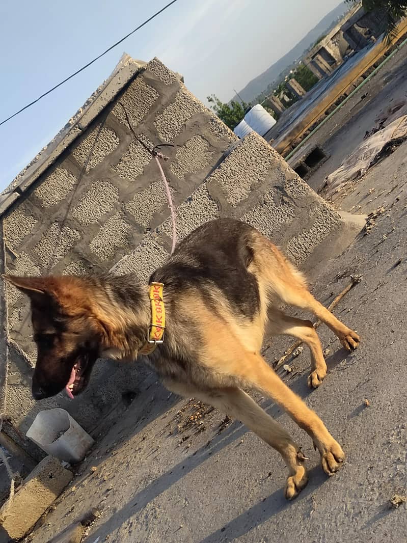 German shepherd 2