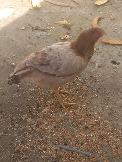 mianwali