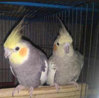 pairs of Cocktails