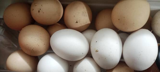 Golden Masri eggs