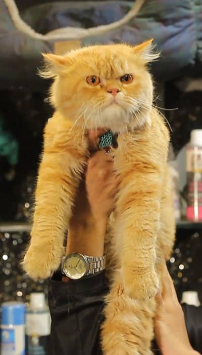 male cat for sale