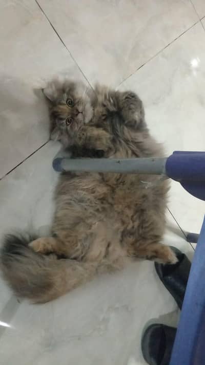 Persian  triple female coated available for sale
