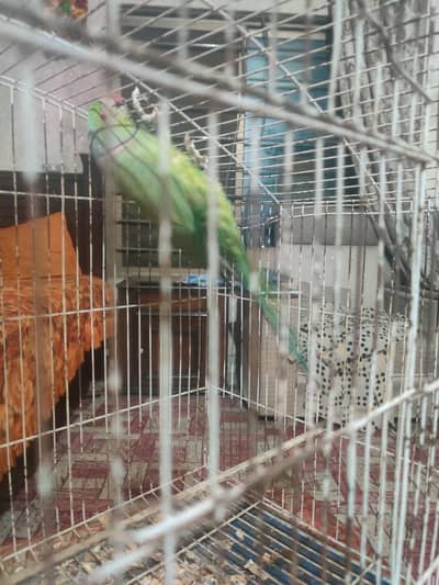 for sale