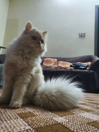 percian female cat for sale