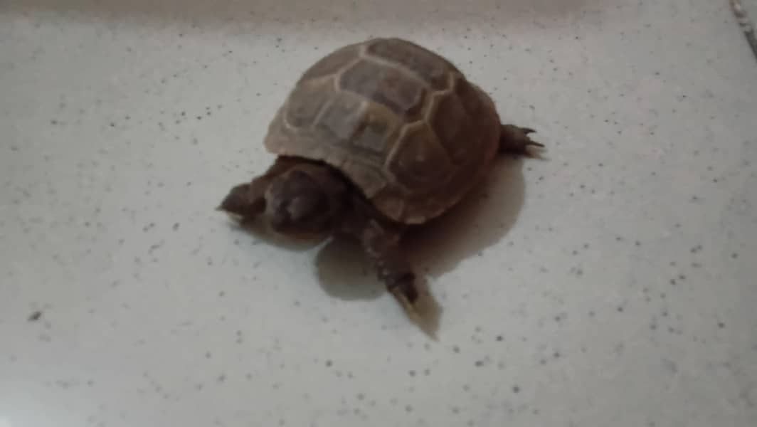 TURTLE 0
