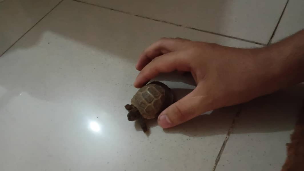 TURTLE 1