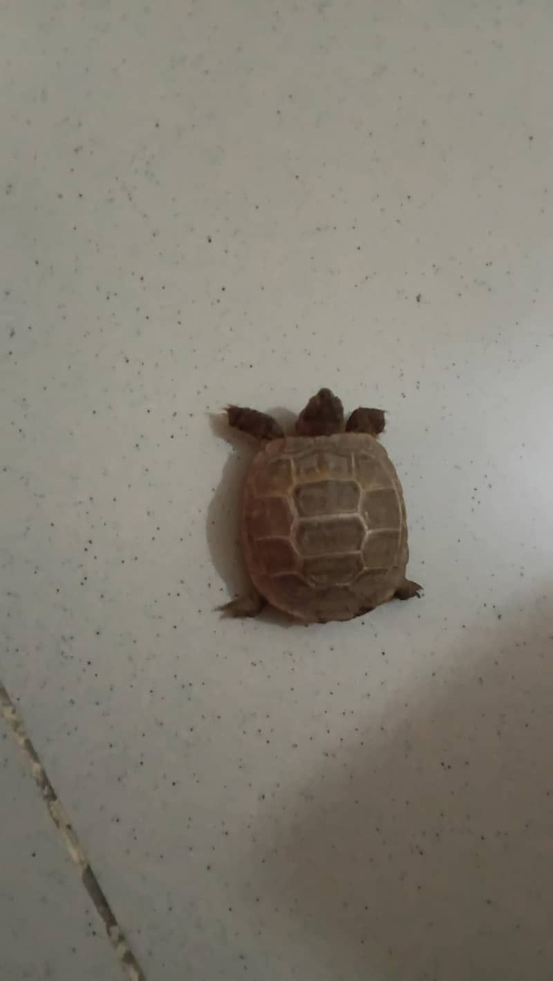 TURTLE 2