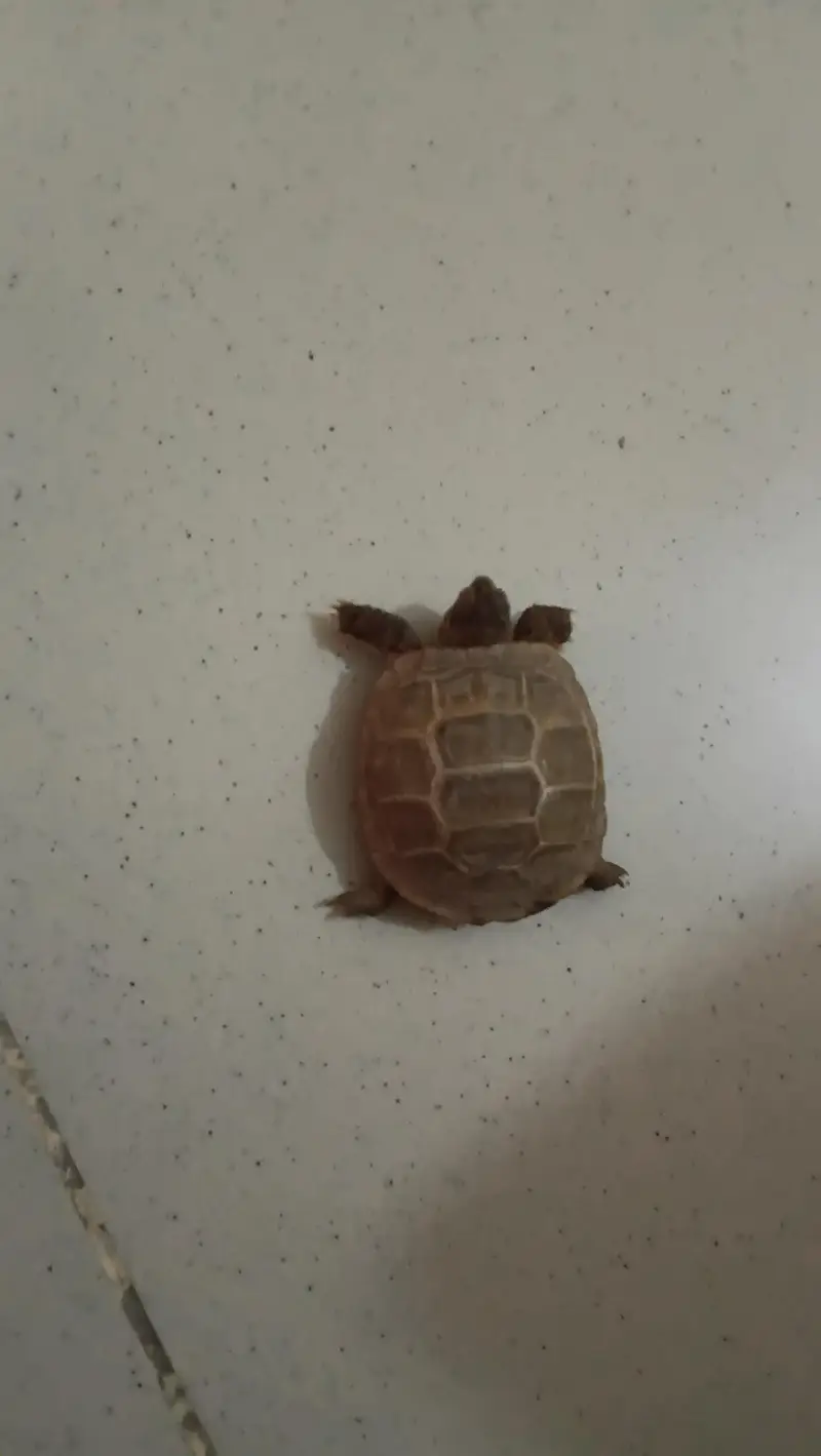 TURTLE — photo 3