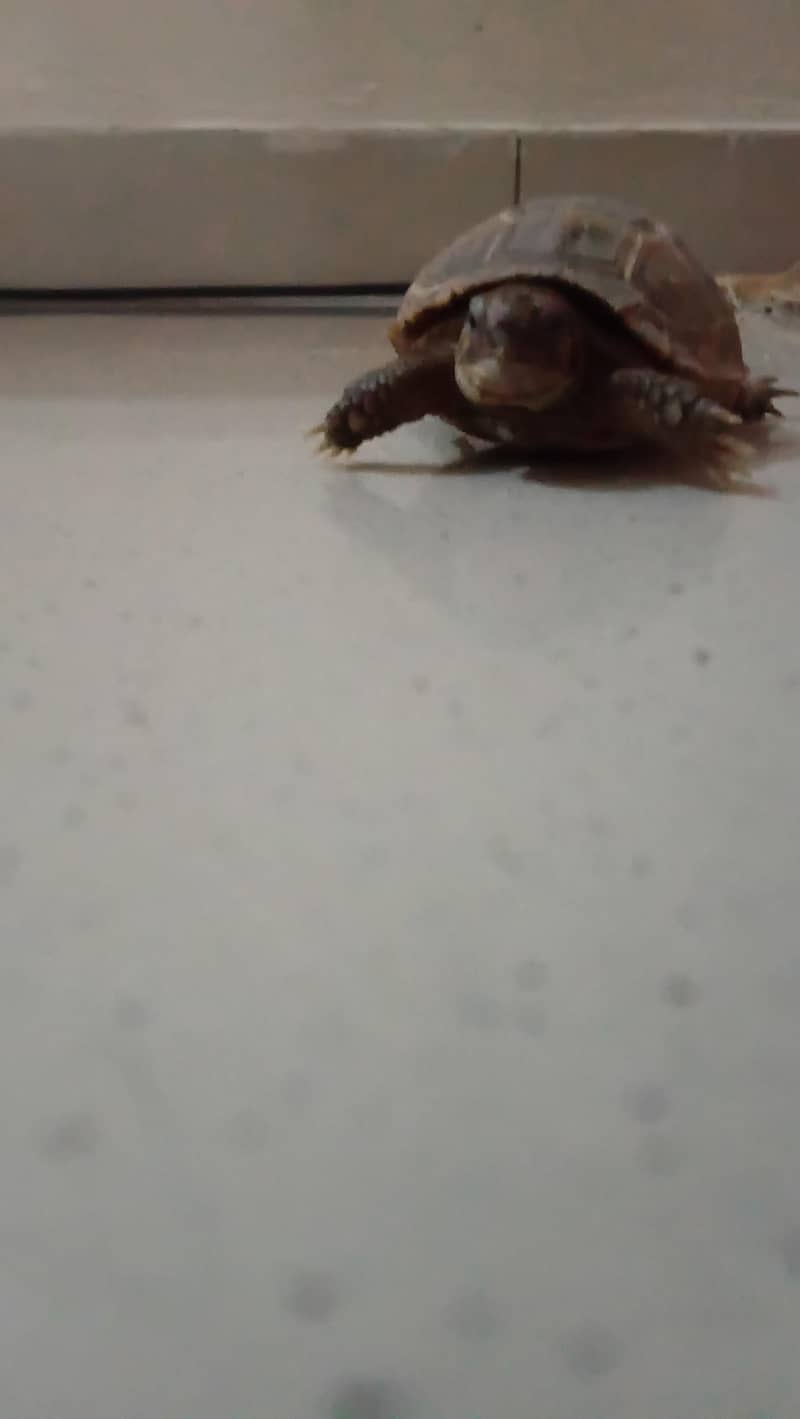 TURTLE 3