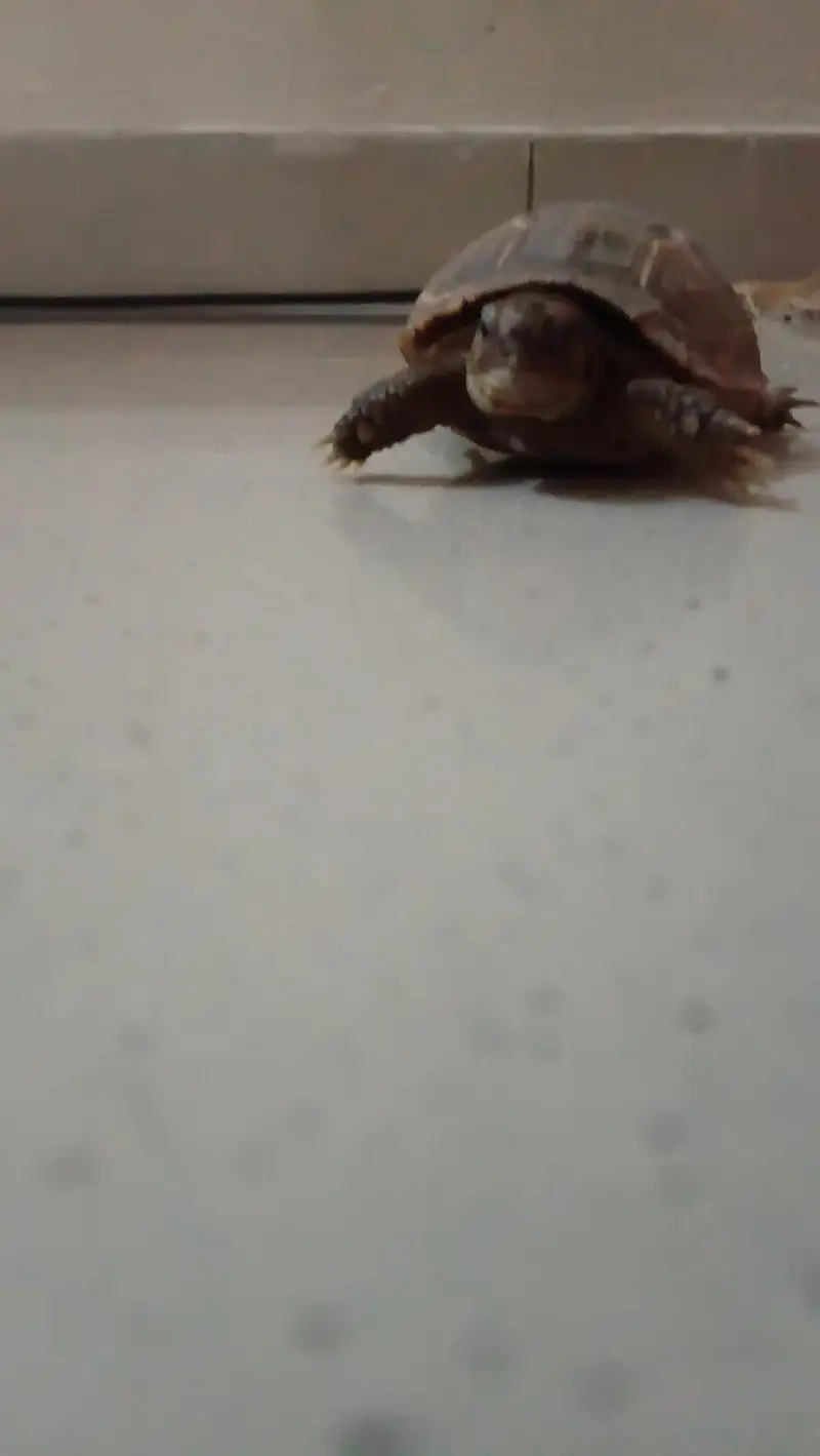 TURTLE — photo 4