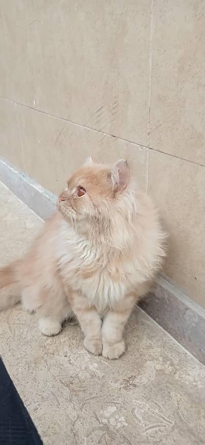 triple coted Persian male