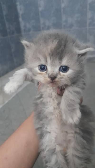 Persian kittens