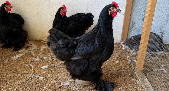 black buff female chickens