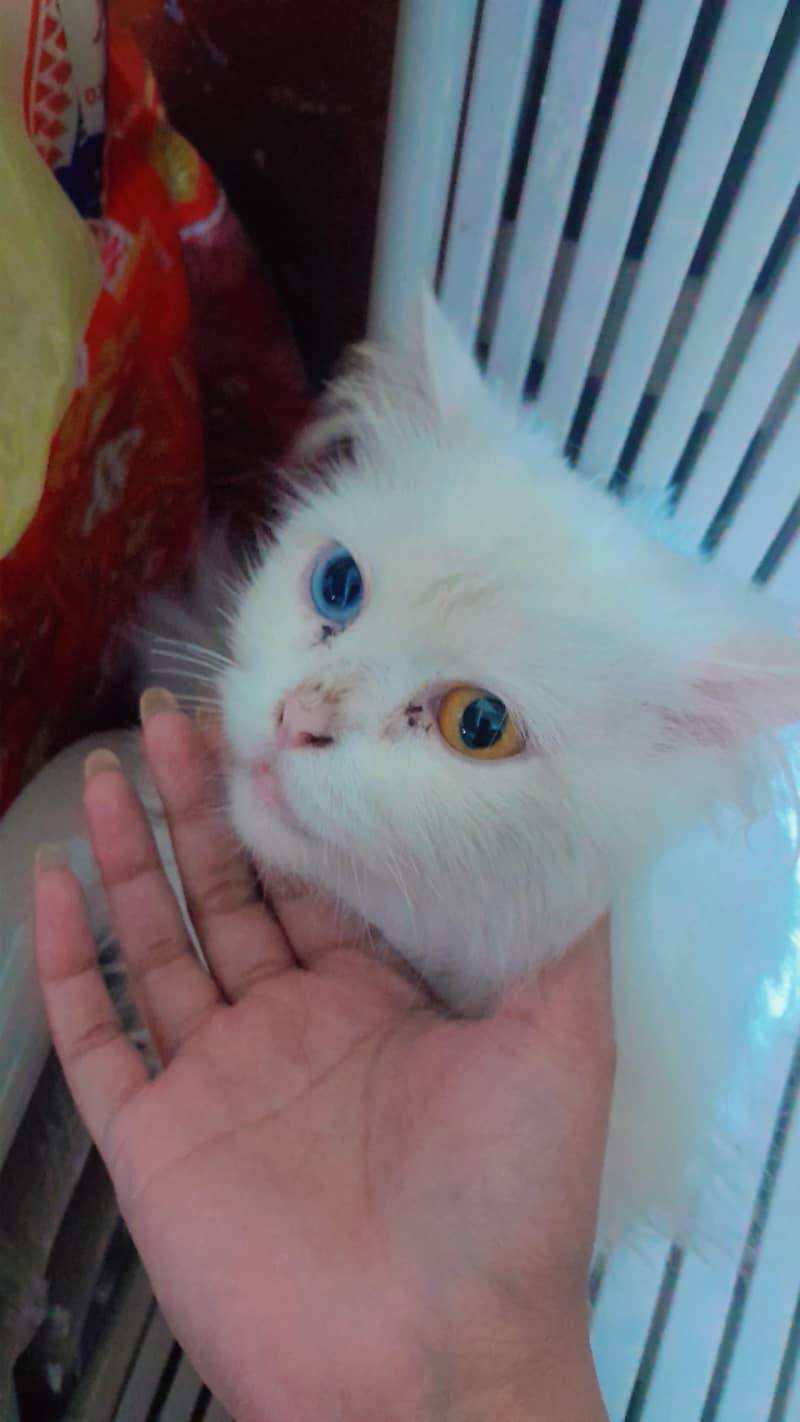 cutee 0