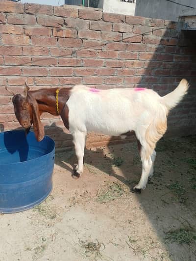 Heavy weight qurbani Bakra  03214178601