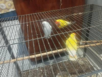 lutino Pair and Albino female