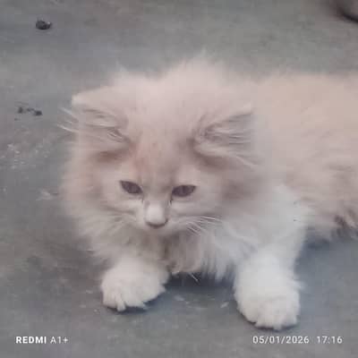persian kitten white & brown (baby cat)