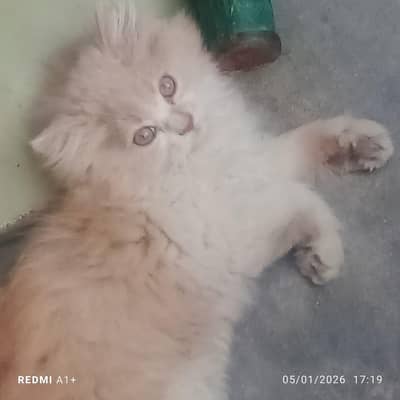 persian kitten white & brown (baby cat)