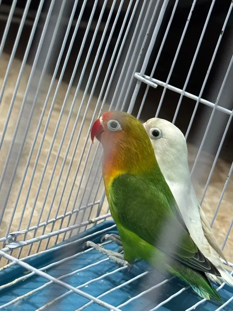FRIENDLY LOVEBIRDS ON SALE WITH CAGE