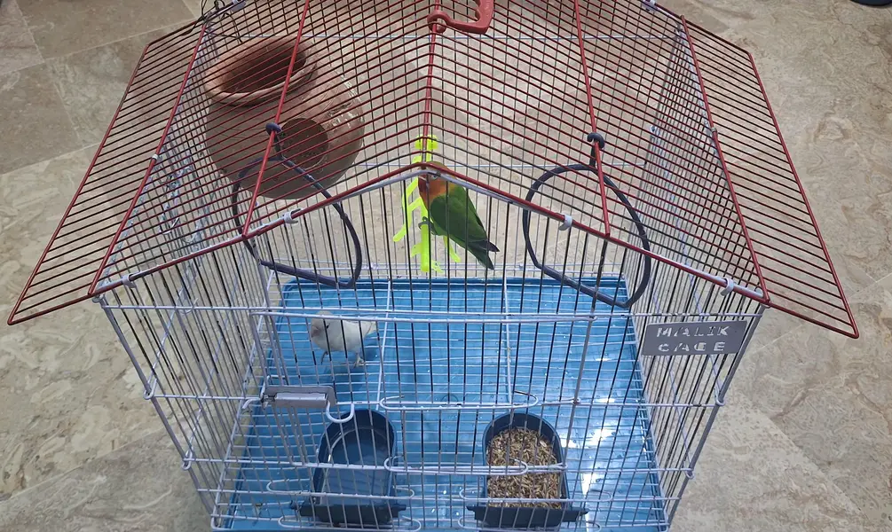 FRIENDLY LOVEBIRDS ON SALE WITH CAGE — photo 2