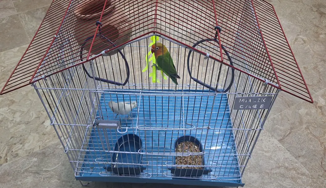 FRIENDLY LOVEBIRDS ON SALE WITH CAGE — photo 3